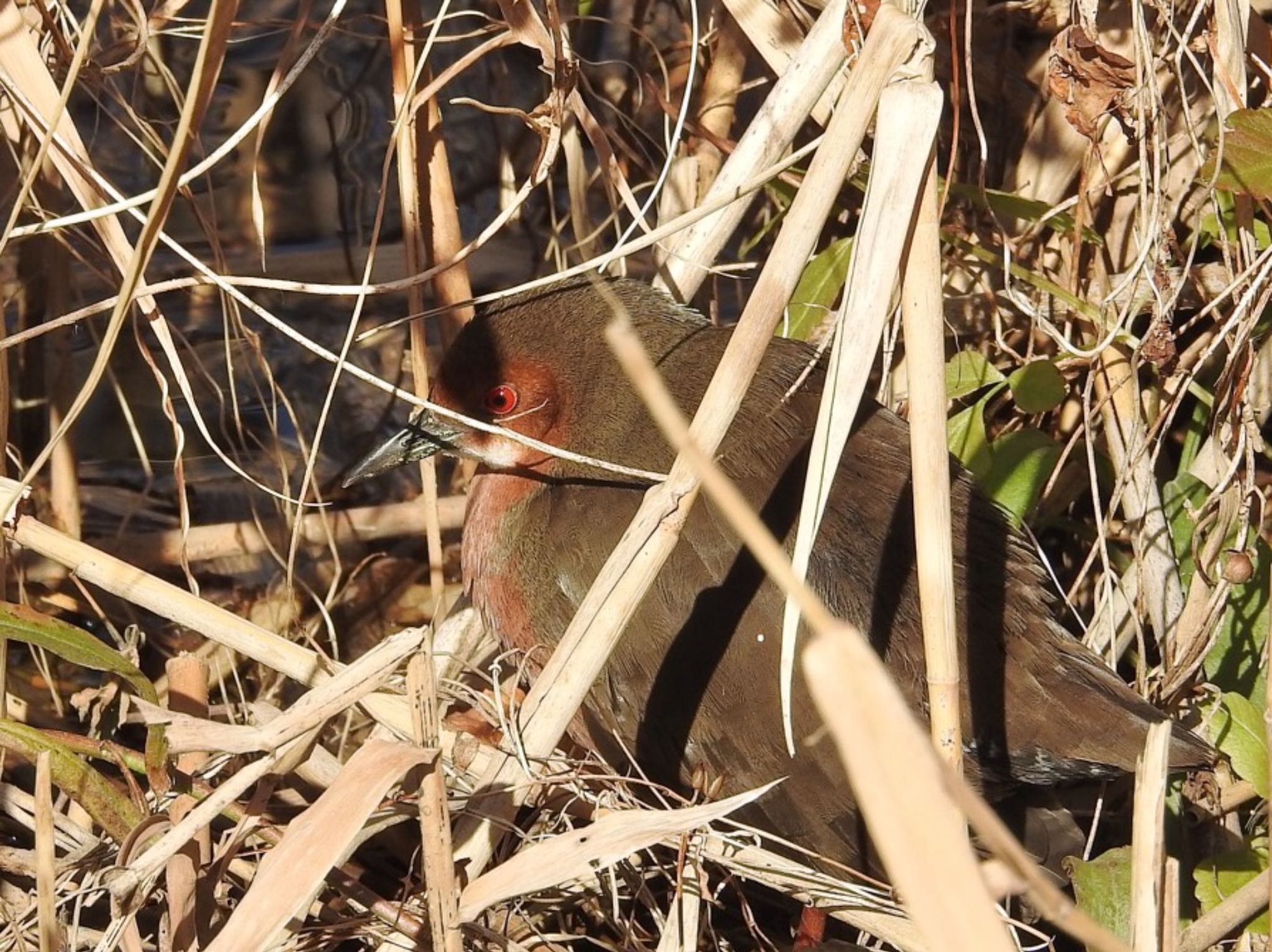 Photo of Ruddy-breasted Crake at 淀川毛馬赤川 by 🐟