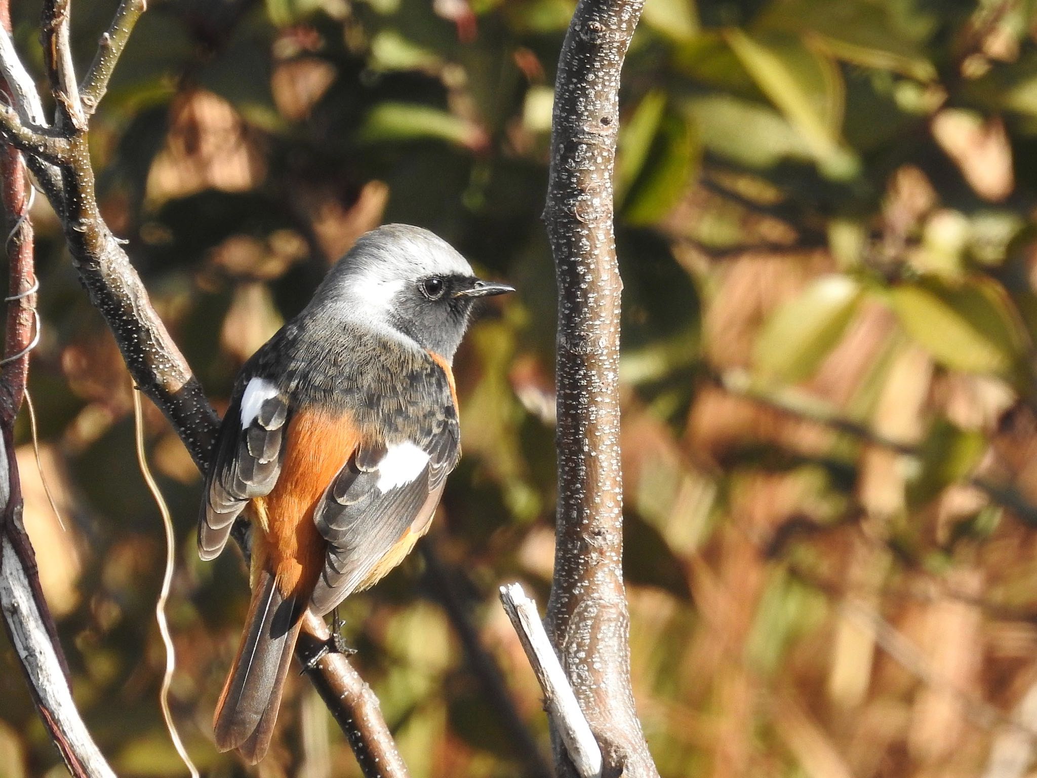 Photo of Daurian Redstart at 淀川毛馬赤川 by 🐟