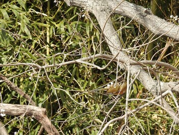 Brown-headed Thrush(orii) 淀川毛馬赤川 Mon, 2/7/2022