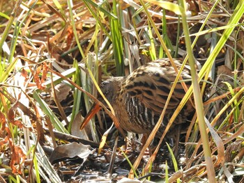 Brown-cheeked Rail 淀川毛馬赤川 Mon, 2/7/2022