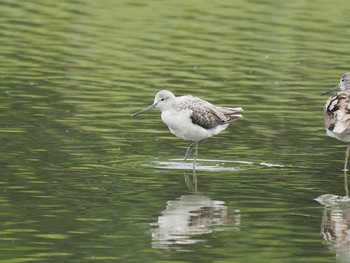 Common Greenshank Kasai Rinkai Park Mon, 9/4/2017