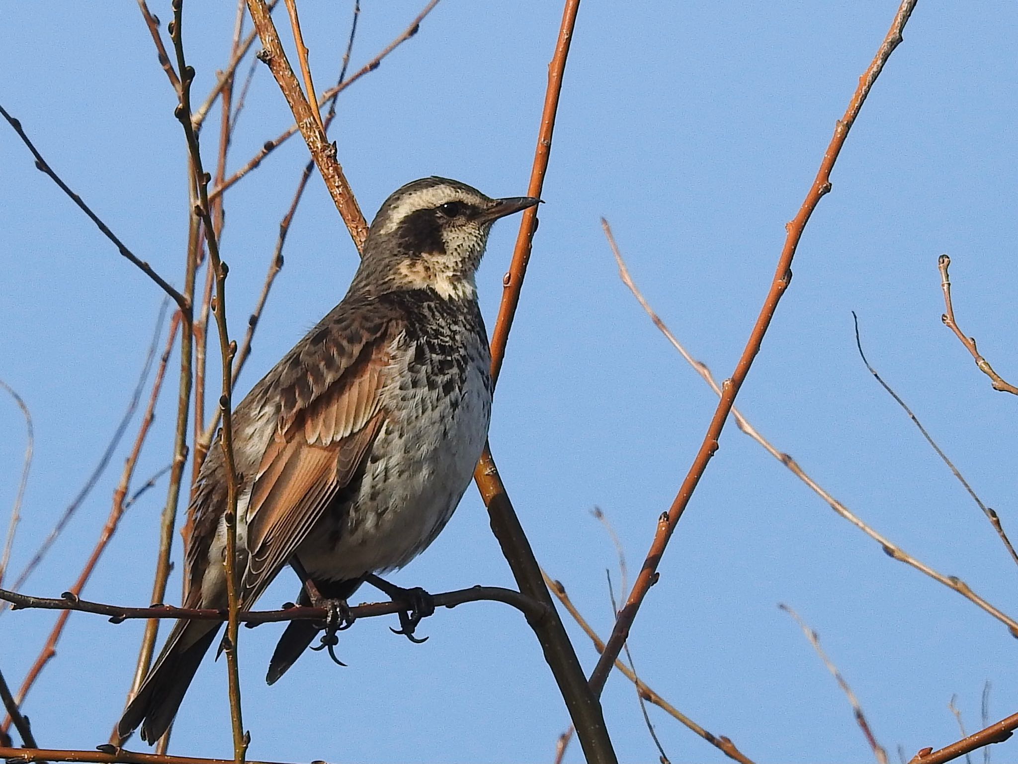 Photo of Dusky Thrush at 淀川毛馬赤川 by 🐟