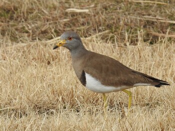 Grey-headed Lapwing 淀川毛馬赤川 Mon, 2/7/2022