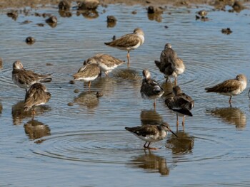 アカアシシギ Sungei Buloh Wetland Reserve 2022年2月13日(日)