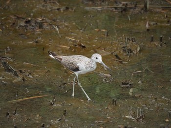 Common Greenshank Kasai Rinkai Park Mon, 9/4/2017