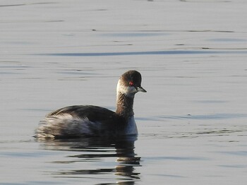 Black-necked Grebe 芦屋市・甲子園浜 Sat, 2/12/2022