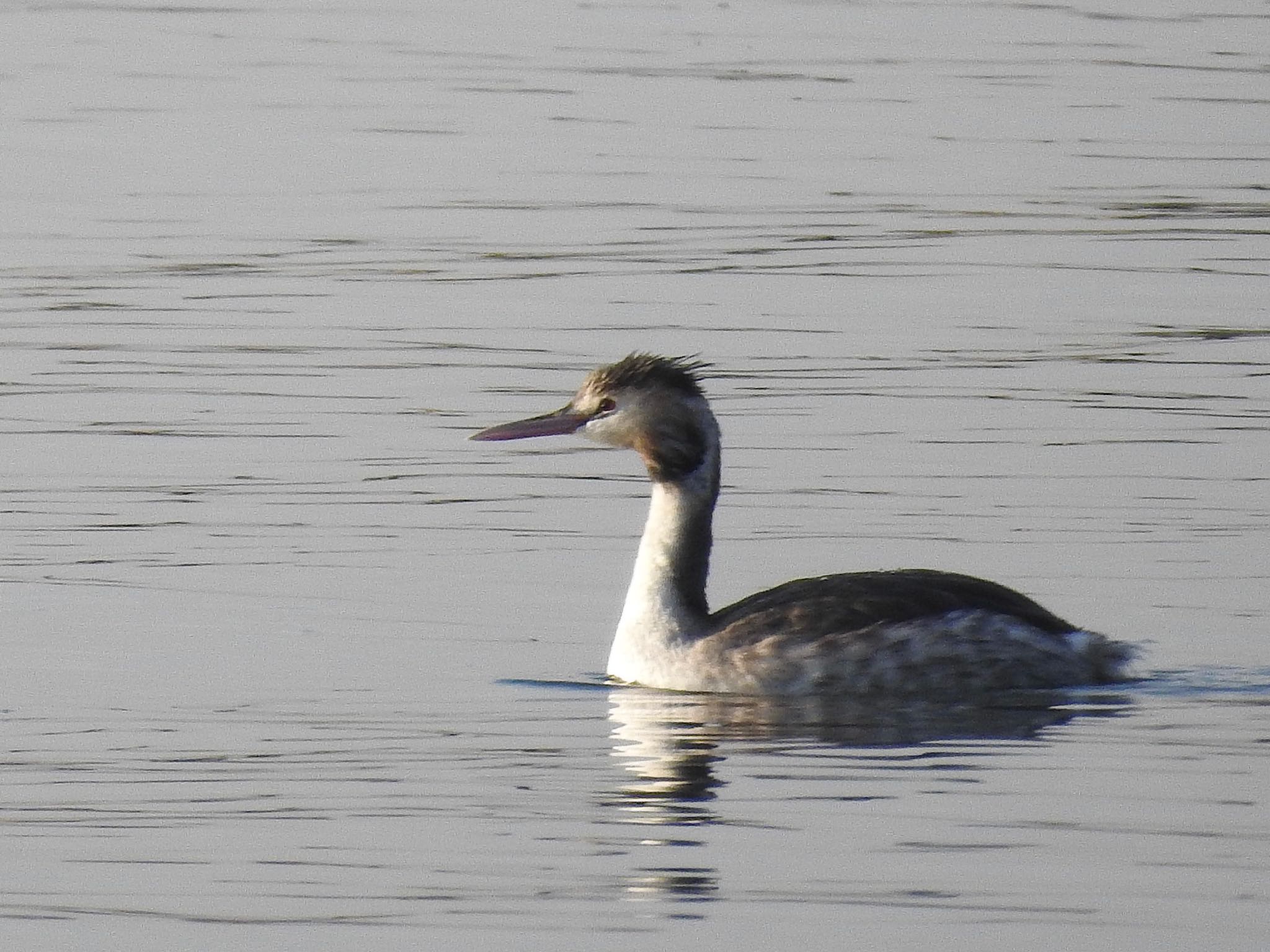 Great Crested Grebe