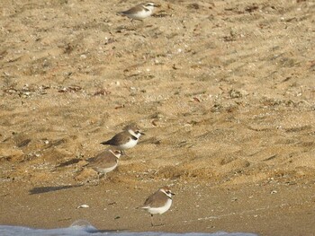 Kentish Plover 芦屋市・甲子園浜 Sat, 2/12/2022