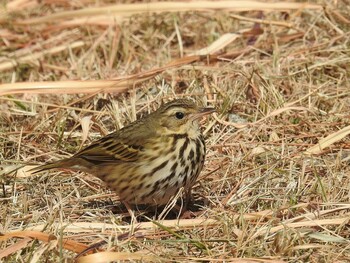 Olive-backed Pipit 芦屋市・甲子園浜 Sat, 2/12/2022