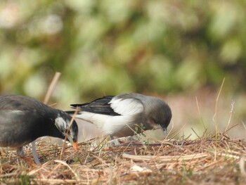 White-shouldered Starling 芦屋市・甲子園浜 Sat, 2/12/2022