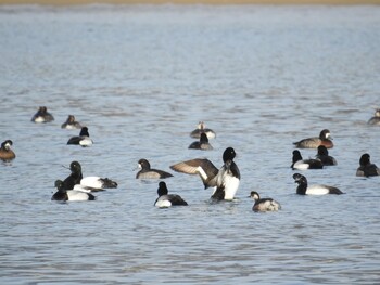 Greater Scaup 芦屋市・甲子園浜 Sat, 2/12/2022