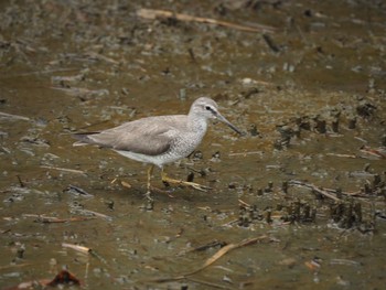 Grey-tailed Tattler Kasai Rinkai Park Mon, 9/4/2017