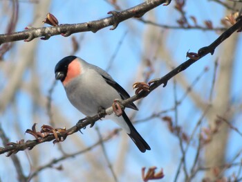 2022年2月13日(日) 真駒内公園の野鳥観察記録