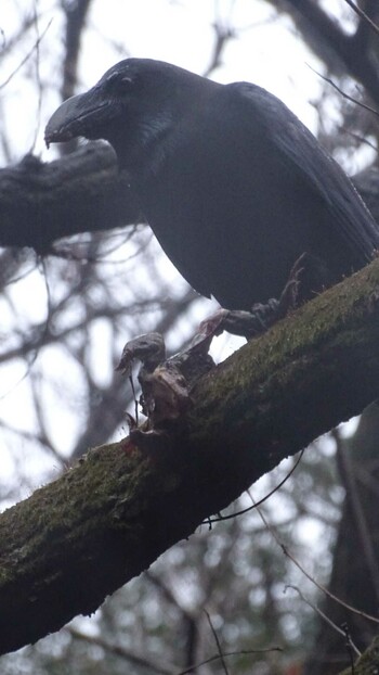 2022年2月13日(日) 東高根森林公園の野鳥観察記録