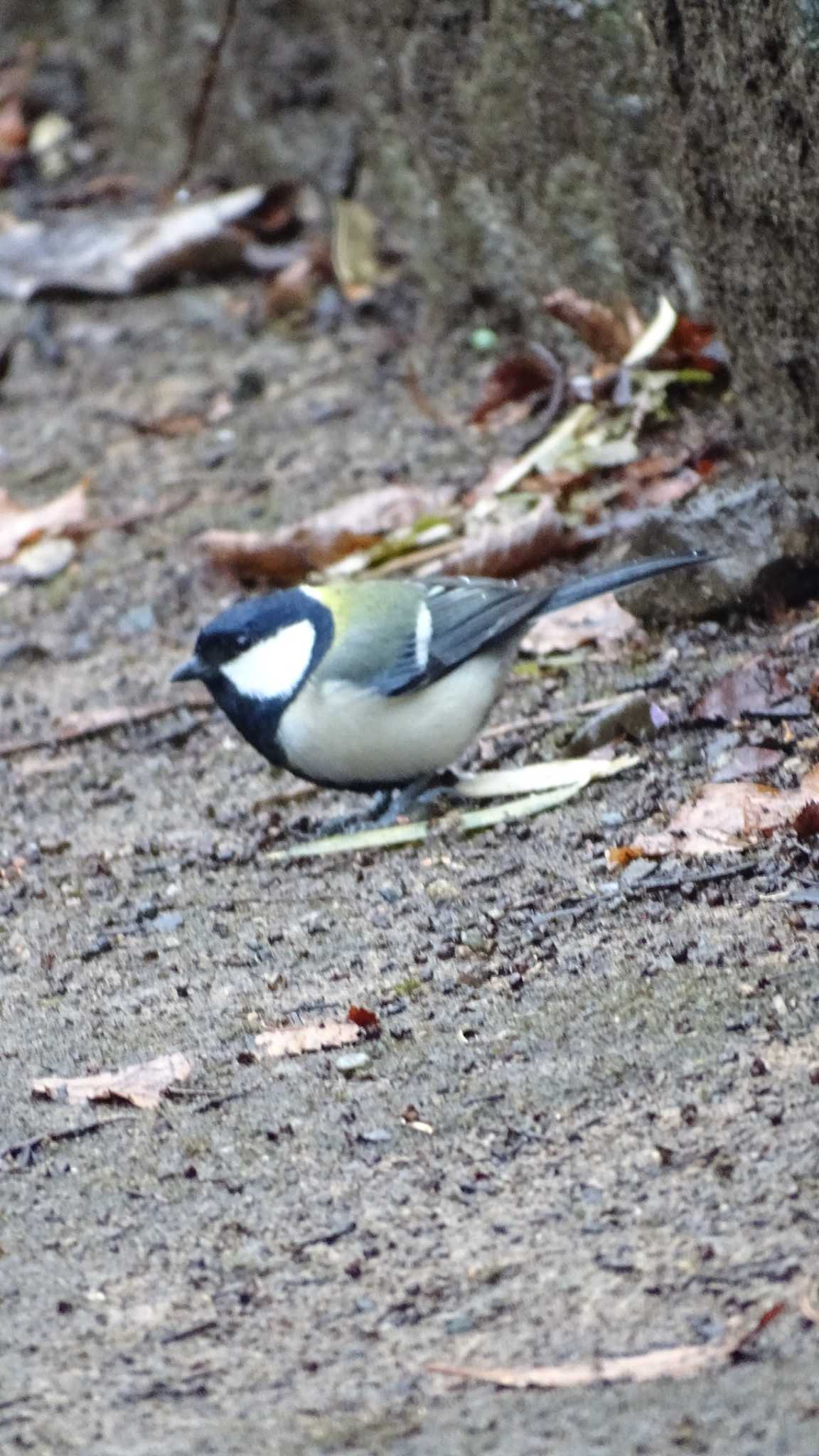 東高根森林公園 シジュウカラの写真