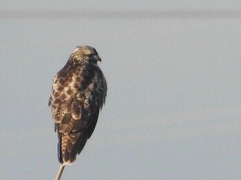 Eastern Buzzard 高槻市 Fri, 2/11/2022