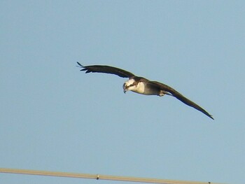 Osprey 高槻市 Fri, 2/11/2022