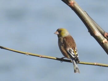 Oriental Greenfinch(kawarahiba) 高槻市 Fri, 2/11/2022