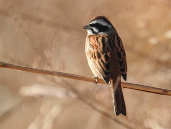 Meadow Bunting 高槻市 Fri, 2/11/2022