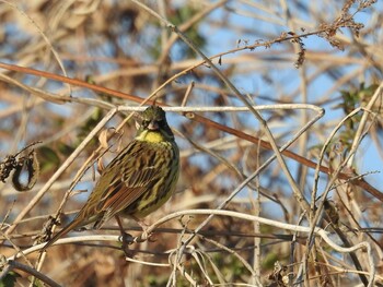 Masked Bunting 高槻市 Fri, 2/11/2022