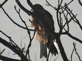 Black Kite 高槻市 Fri, 2/11/2022