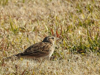 Eurasian Skylark 高槻市 Fri, 2/11/2022