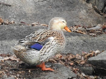 Unknown Species Osaka castle park Sun, 2/13/2022