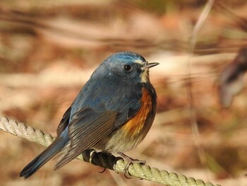 Red-flanked Bluetail 明治の森箕面国定公園 Sun, 2/6/2022