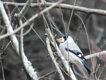 Japanese Grosbeak 明治の森箕面国定公園 Sun, 2/6/2022