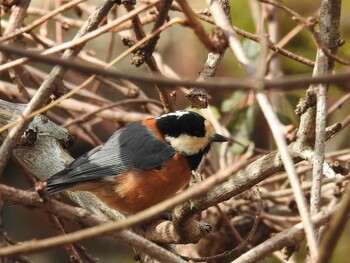 Varied Tit 明治の森箕面国定公園 Sun, 2/6/2022