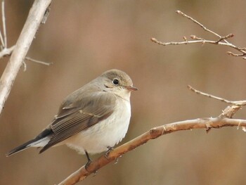 Red-breasted Flycatcher Osaka Tsurumi Ryokuchi Sat, 2/5/2022