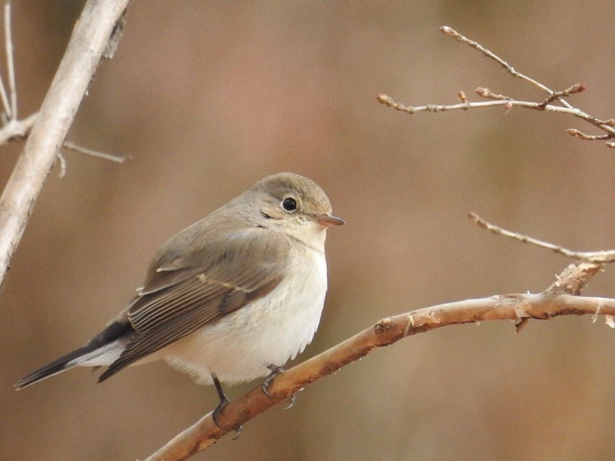 Red-breasted Flycatcher