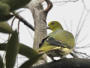 White-bellied Green Pigeon Osaka Tsurumi Ryokuchi Sat, 2/5/2022