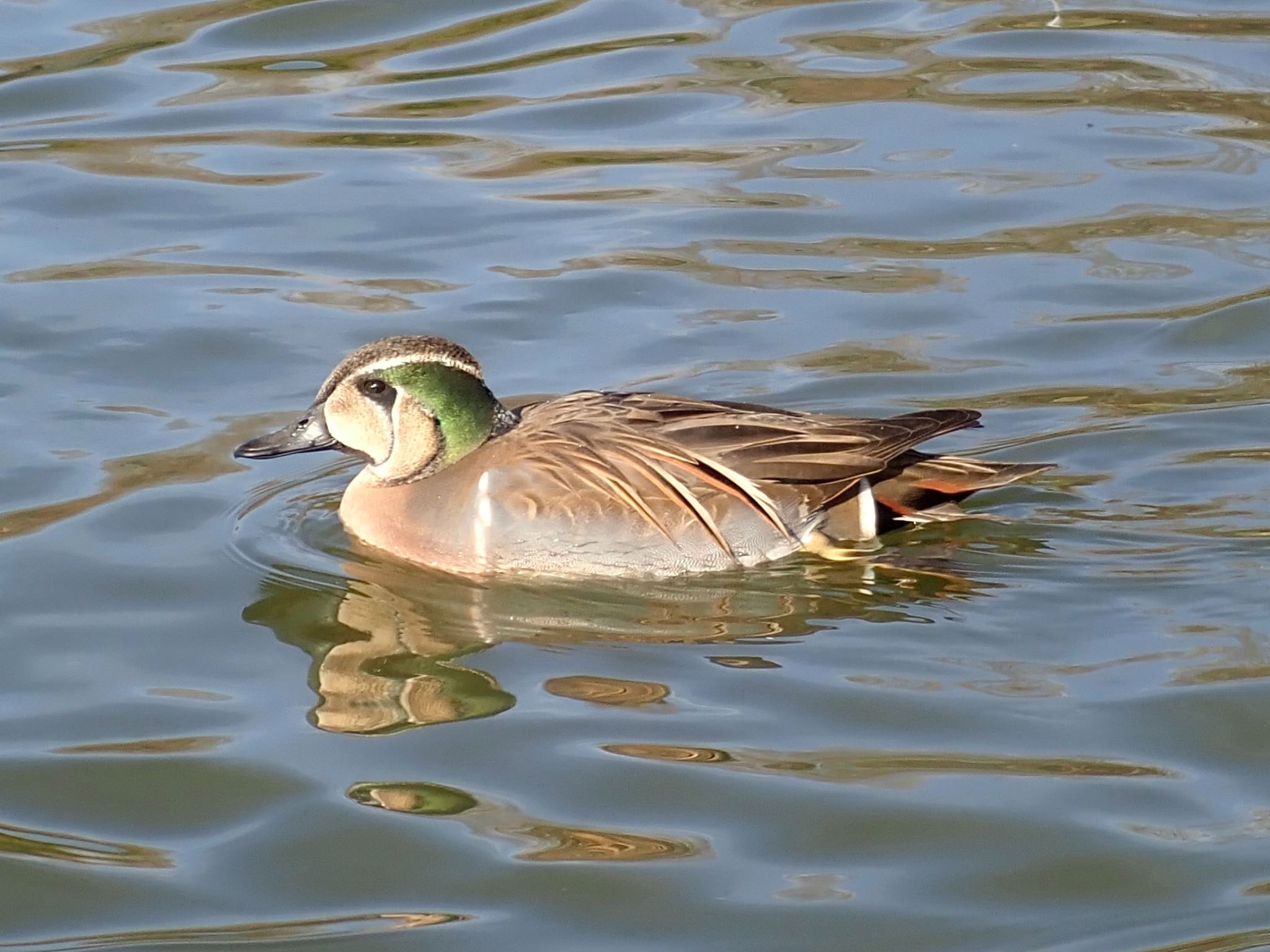 Photo of Baikal Teal at Osaka Tsurumi Ryokuchi by 🐟