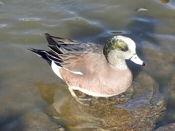 American Wigeon Osaka Tsurumi Ryokuchi Sat, 2/5/2022