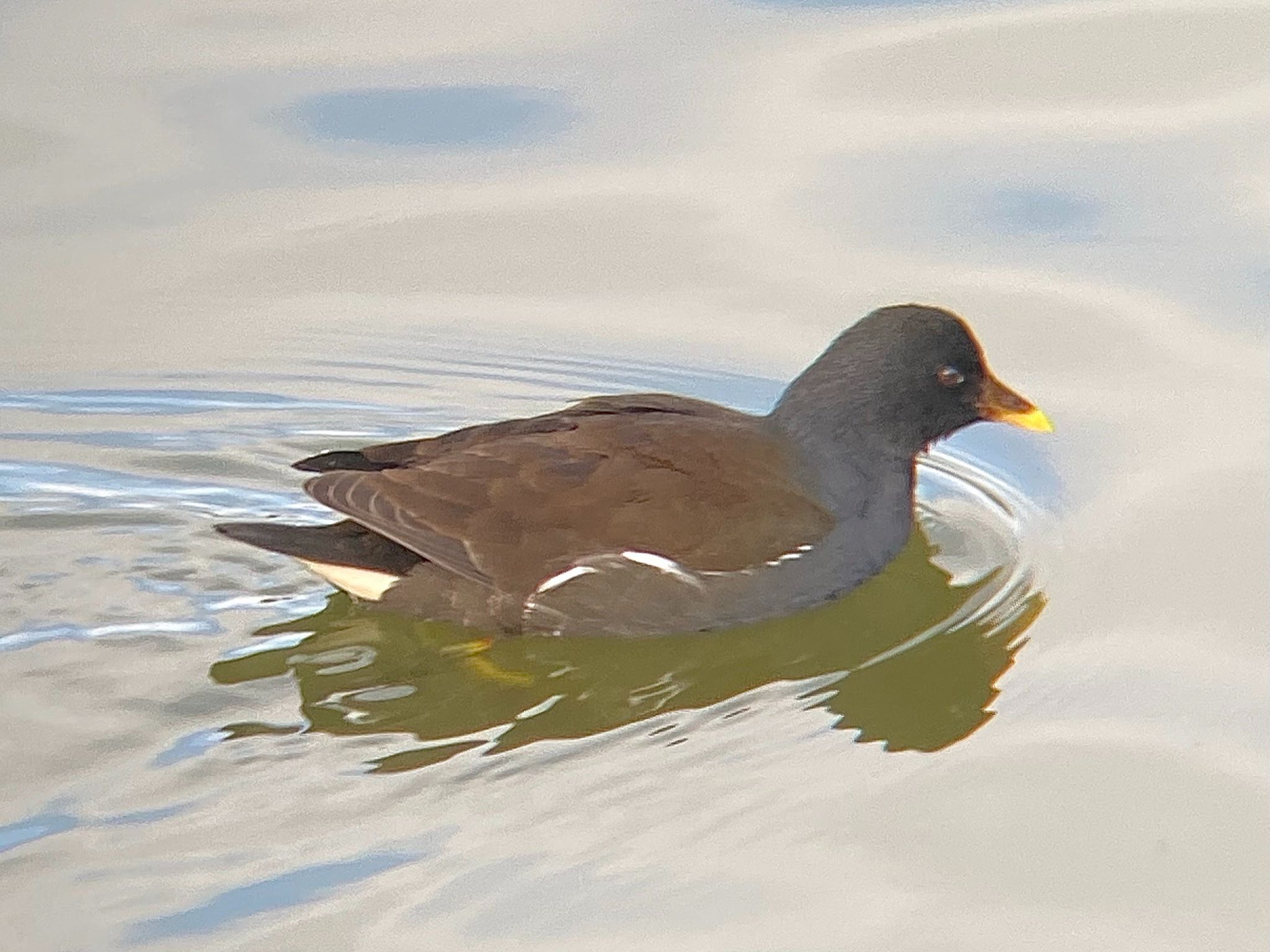 Common Moorhen