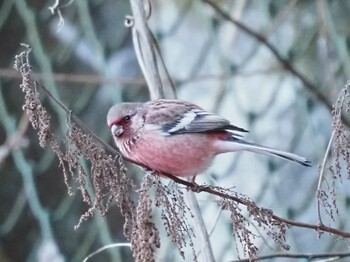 2022年1月17日(月) 早戸川林道の野鳥観察記録