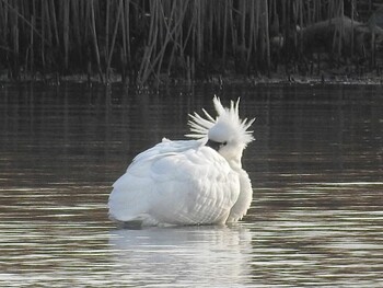 Wed, 2/2/2022 Birding report at Osaka Nanko Bird Sanctuary