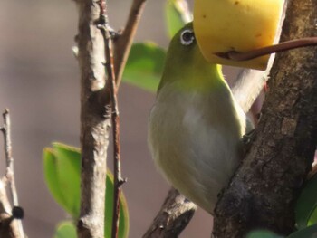 2022年2月13日(日) 自宅の庭とご近所の野鳥観察記録