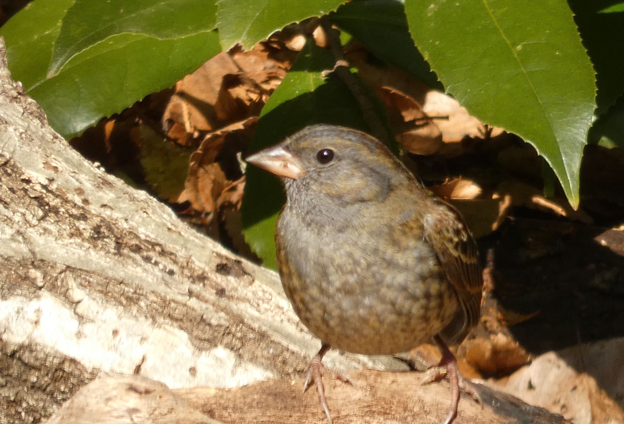 光が丘公園 クロジの写真