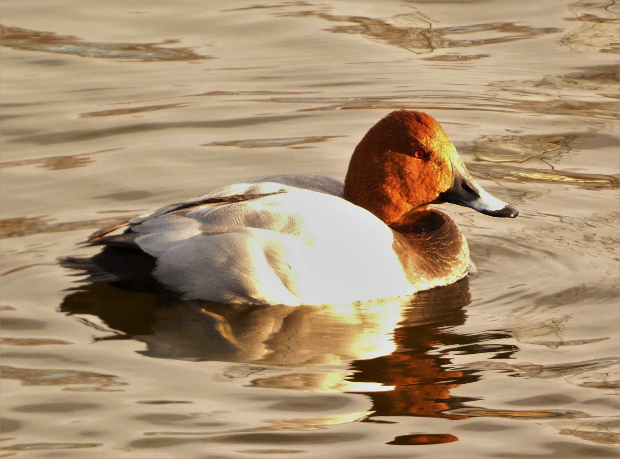 Common Pochard