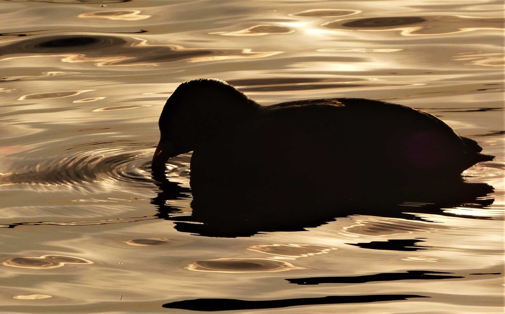 Photo of Eurasian Coot at 門池公園(沼津市) by koshi