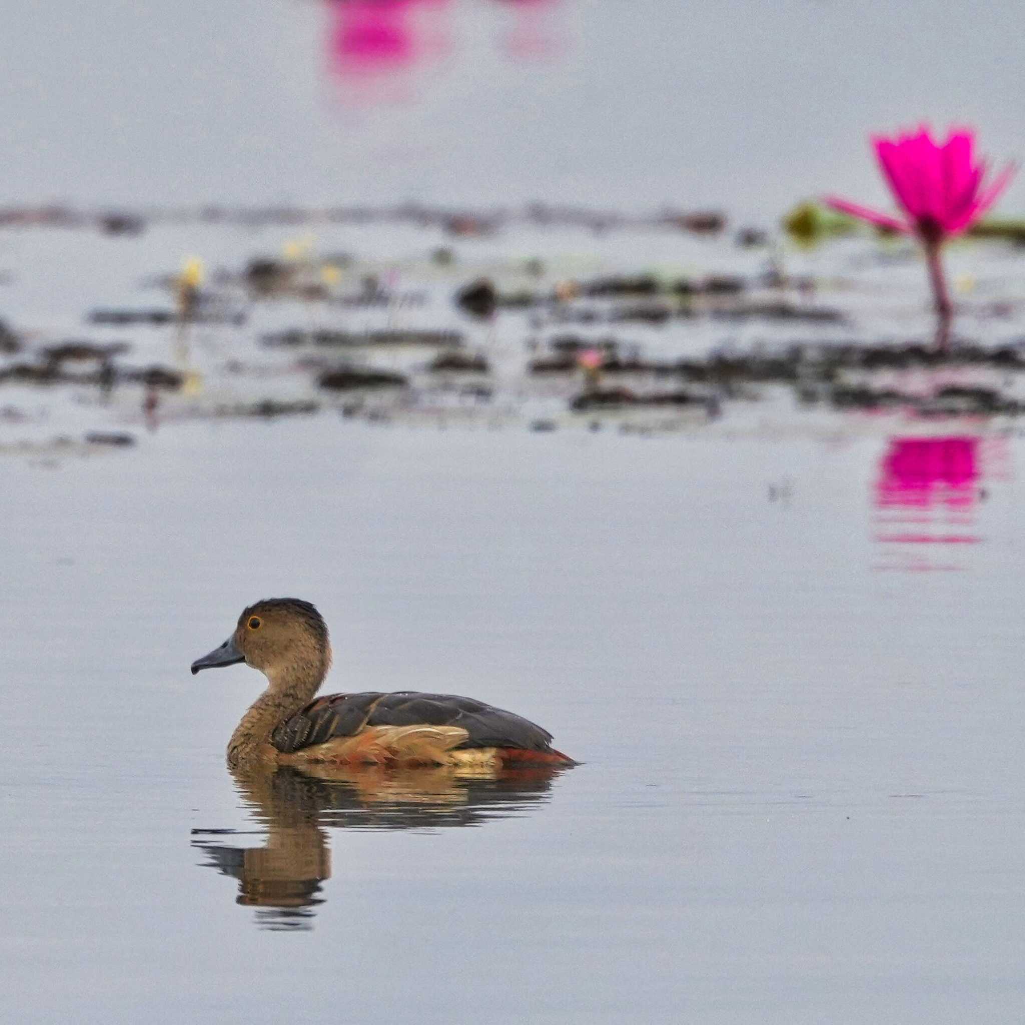 タイはハス開花時期