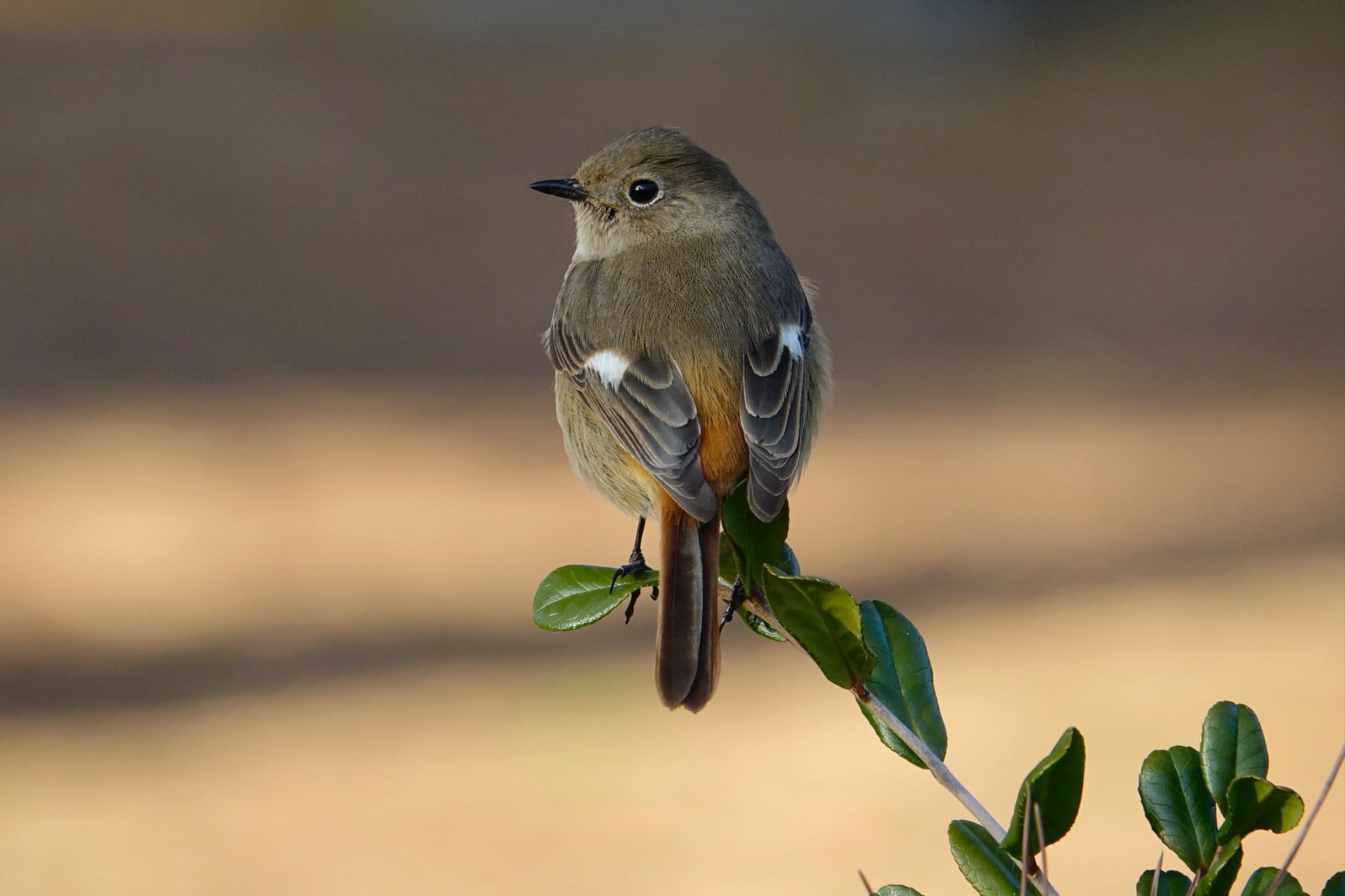 Photo of Daurian Redstart at 海の中道海浜公園 by O S