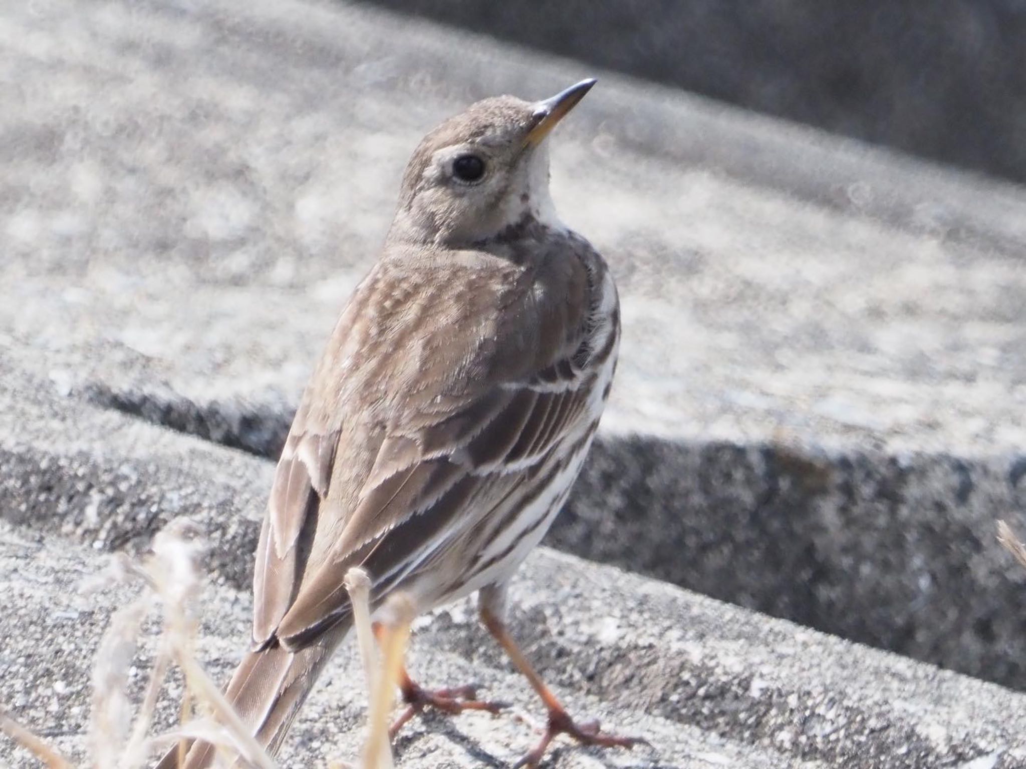 Photo of Water Pipit at 稲美町加古大池 by まさ