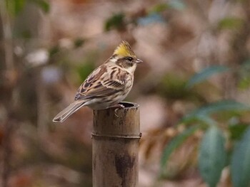 Yellow-throated Bunting 青梅丘陵 Sun, 2/13/2022