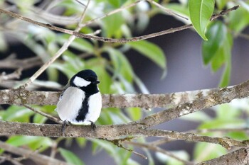 シジュウカラ 奥多摩湖 2022年2月13日(日)