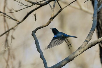 Red-flanked Bluetail 埼玉 Sat, 2/12/2022