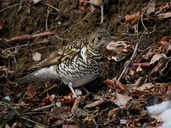 2022年2月12日(土) 松本市アルプス公園の野鳥観察記録