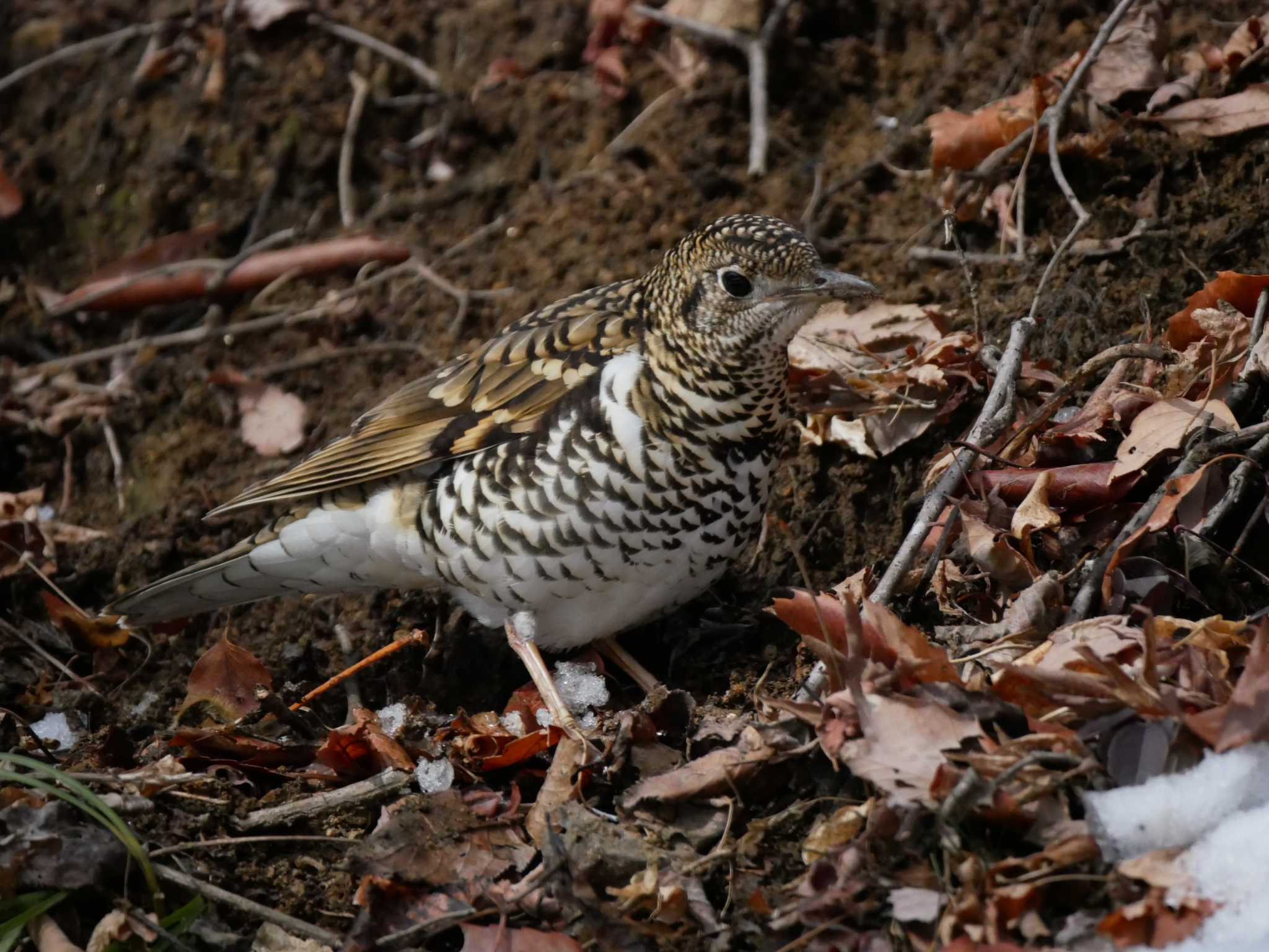 Photo of White's Thrush at 松本市アルプス公園 by 益子オオマシコ